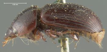 Media type: image;   Entomology 8352 Aspect: habitus lateral view
